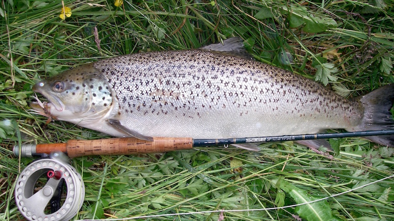 Seatrout dryfly