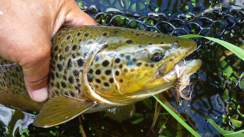 Seatrout dryfly release