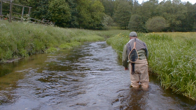 Seatrout dryfly wading