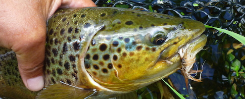 dryfly seatrpout on fly