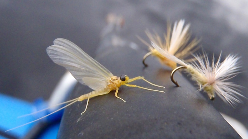 Helt mayfly imitiation 800 400