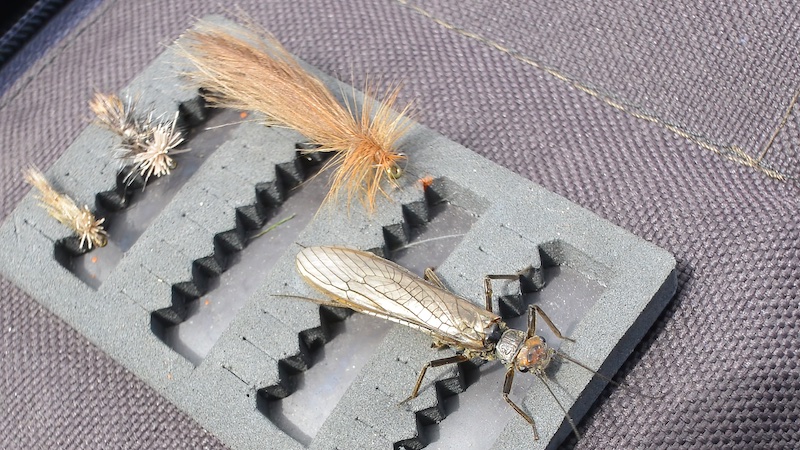 Slørvinger og attraktor tørflue atraktor stonefly naturel