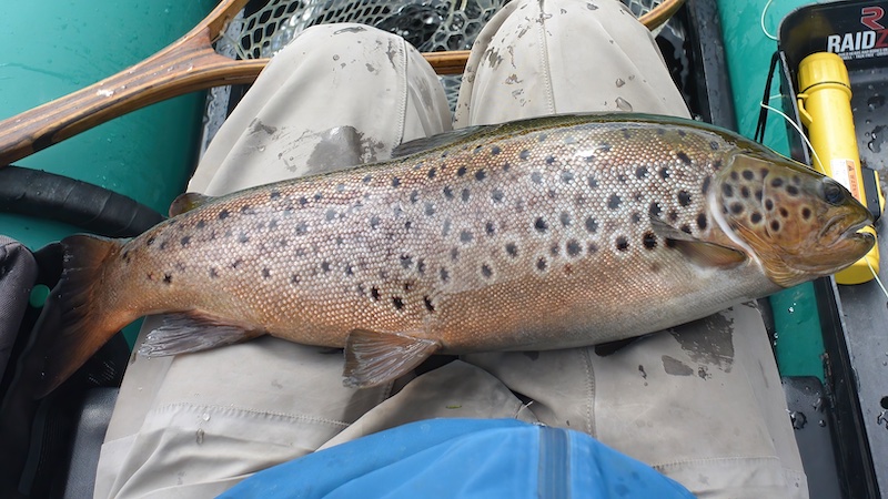 Rena ørred fanget på Attraktor tørflue atraktor trout