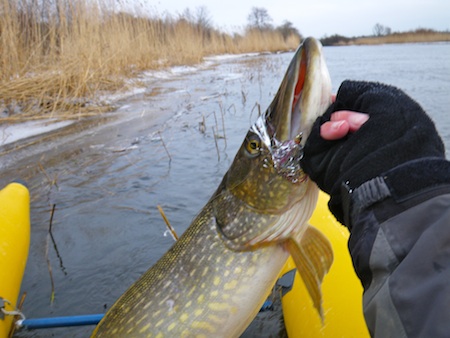110128_gudenaa_gedde