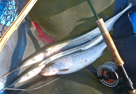 Hornfisk og ørred 110507_horn_orred