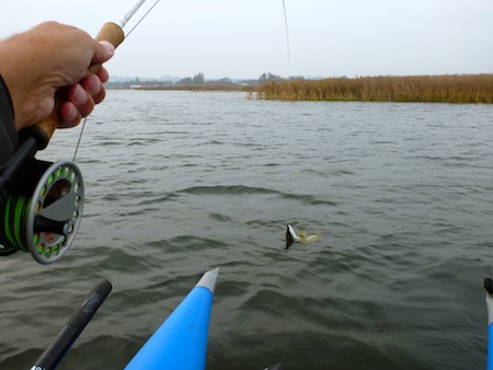 111105_bredningen_gedde