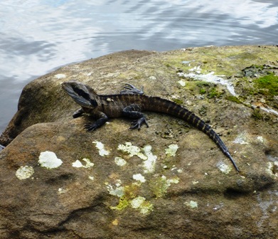 111221_manly_dam_water_dragon