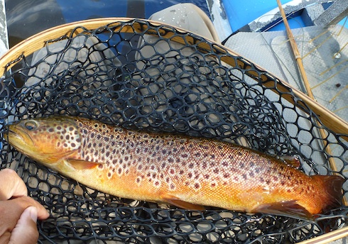 130712 rena trout net