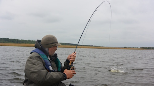 Pike on The Fly 150516 bredning hl fight