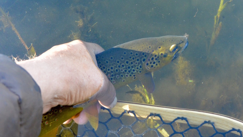 150723 milldam brown trout