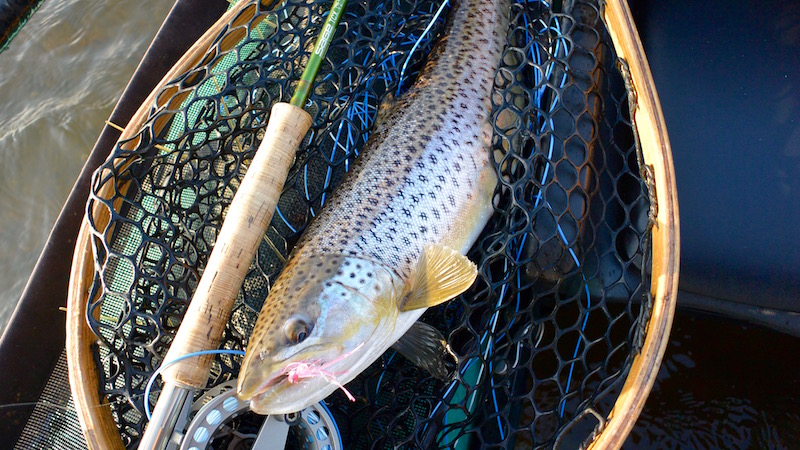 160309 bredningen seatrout