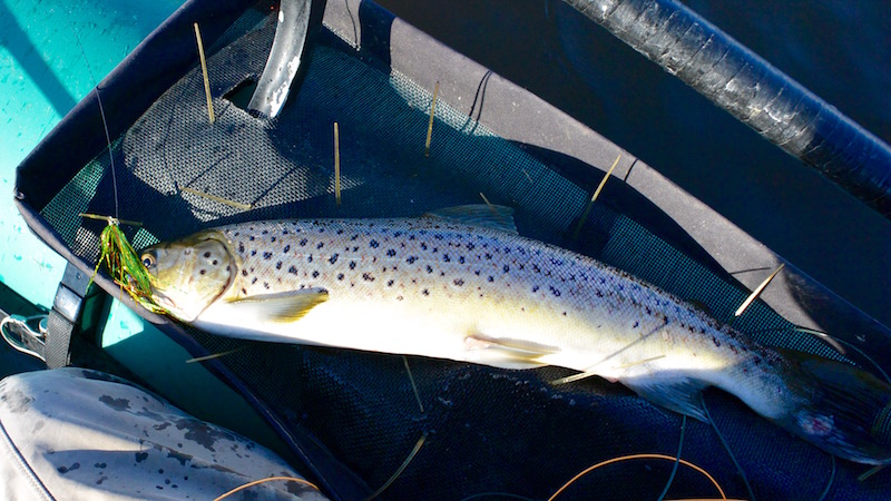 160315 bredningen seatrout