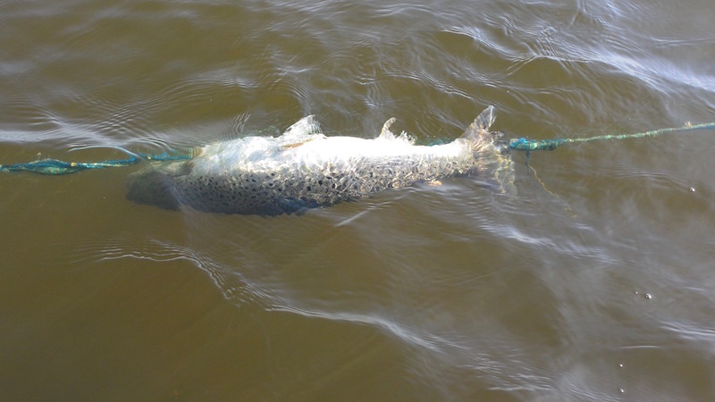 160318 Bode Randers fjord trout garn