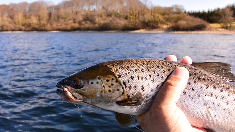 160323 mariager trout