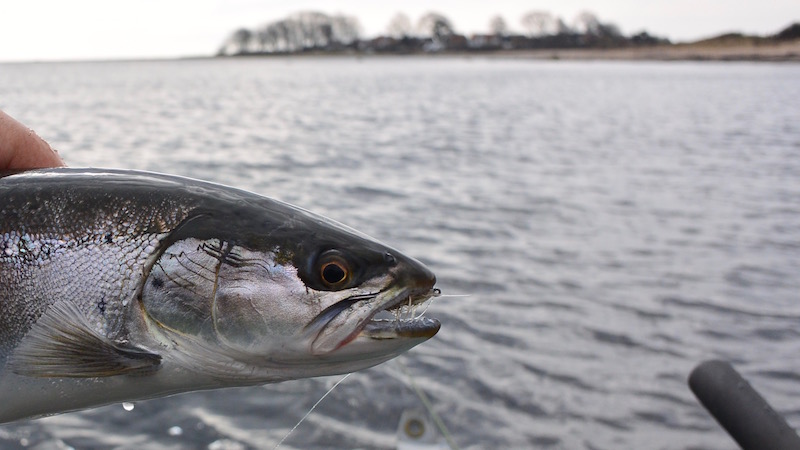 160331 brantevig trout 