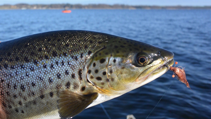 160409 mariager trout 