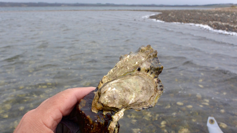 160424 harre vig oyster