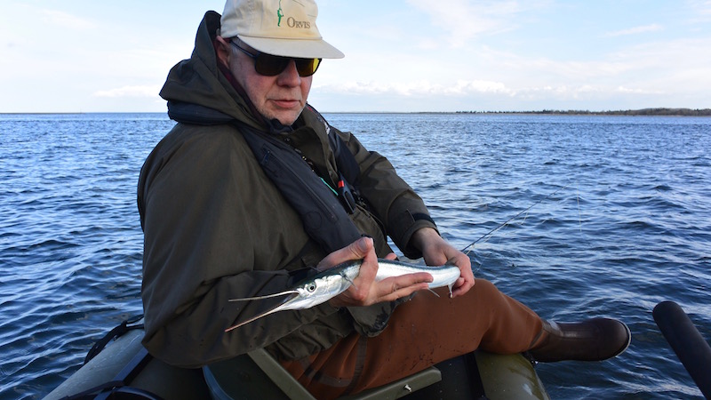160504 randers fjord hornfisk