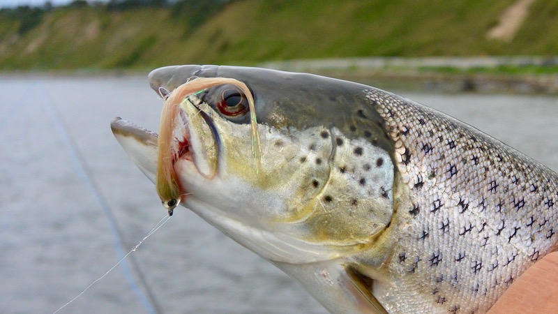 160626 kobberhagen seatrout