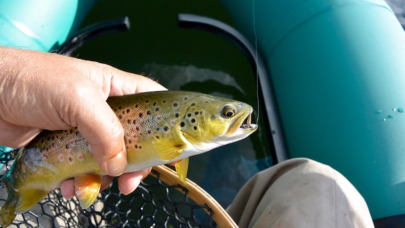 160630 anderson new browntrout
