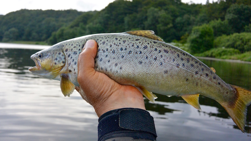 160702 anderson test trout