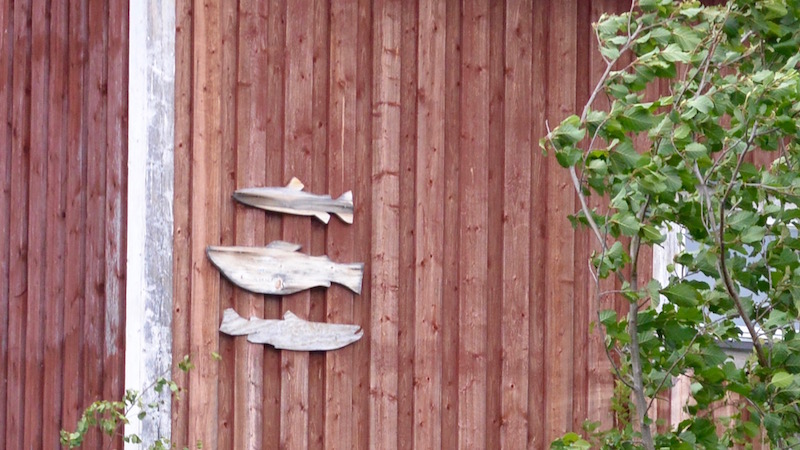 160706 lapland wood fisk