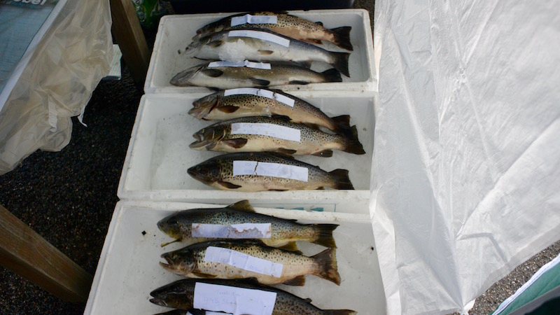 160910 mariager cup trout