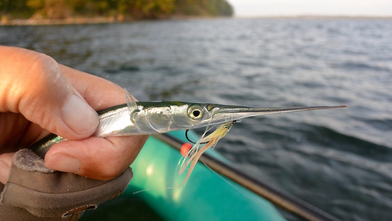 160922 vosnaes mini hornfisk