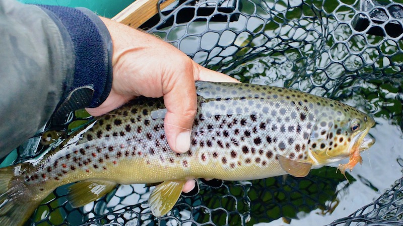 161010 bramslev trout
