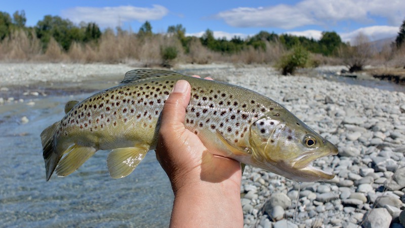 170214 ashwick flat creek brown trout