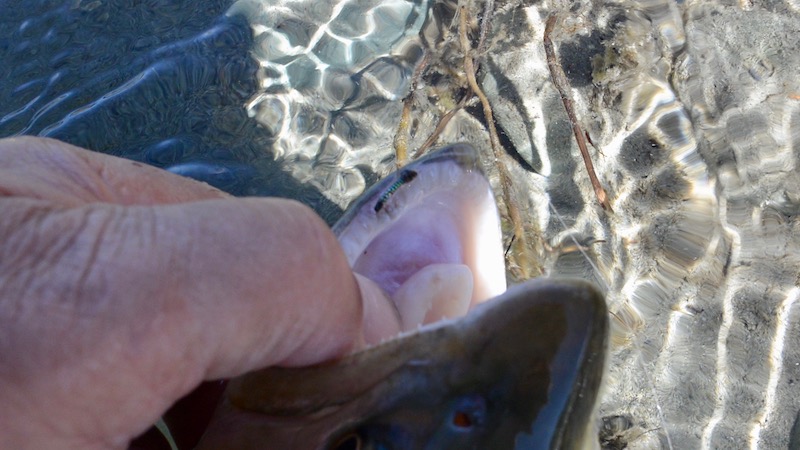 170214 ashwick flat creek brown trout nymph