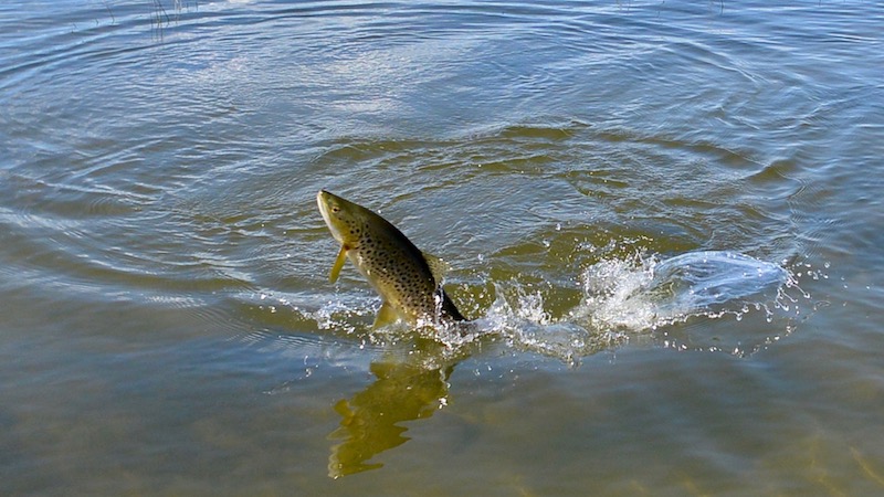 170214 ashwick flat creek jumping trout