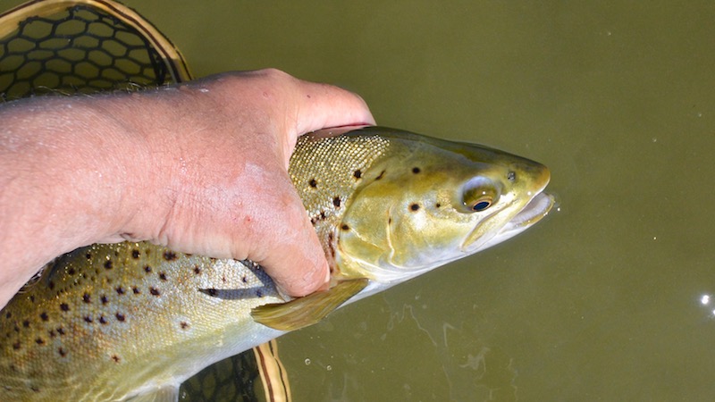 170215 aswish flat trout