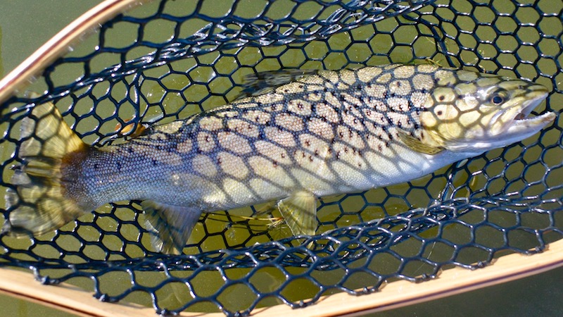 170216 Ashwick Flat brown trout