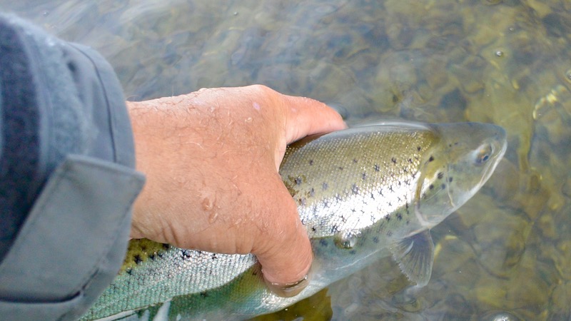 170312 havno trout