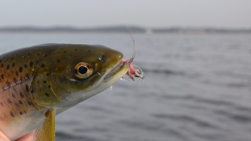170331 toerring trout