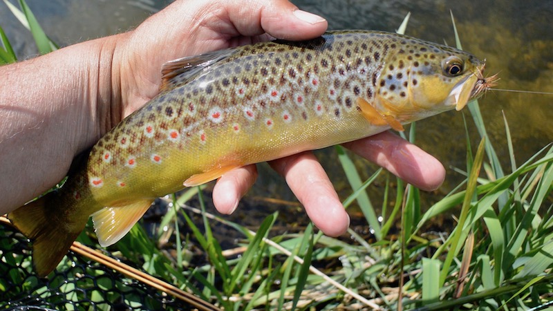 170522 villestrup brown trout