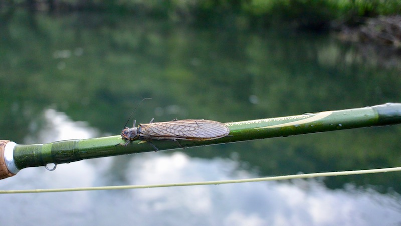 170606 ripnik clearwater stonefly