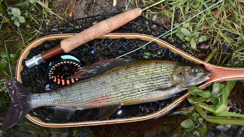 Stalling 170610 ribnik stalling gammarus
