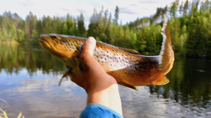 170629 rena upstream bridge trout