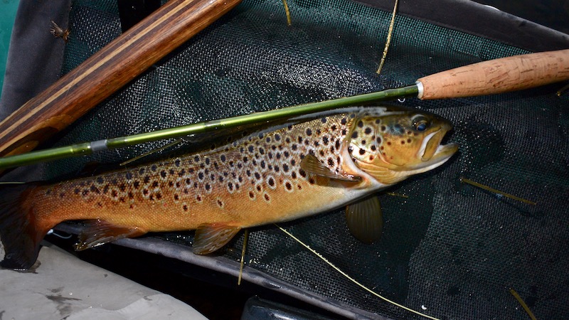 Ørred fra Rena 170718 rena aften trout
