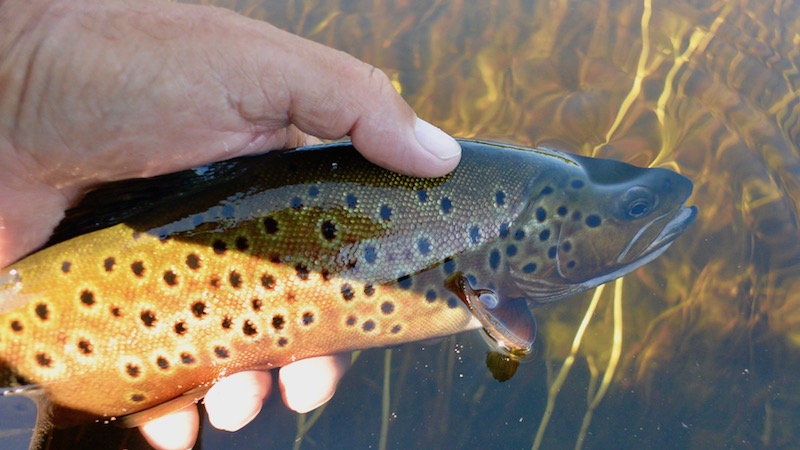 Rena ørred 170720 deset rena trout