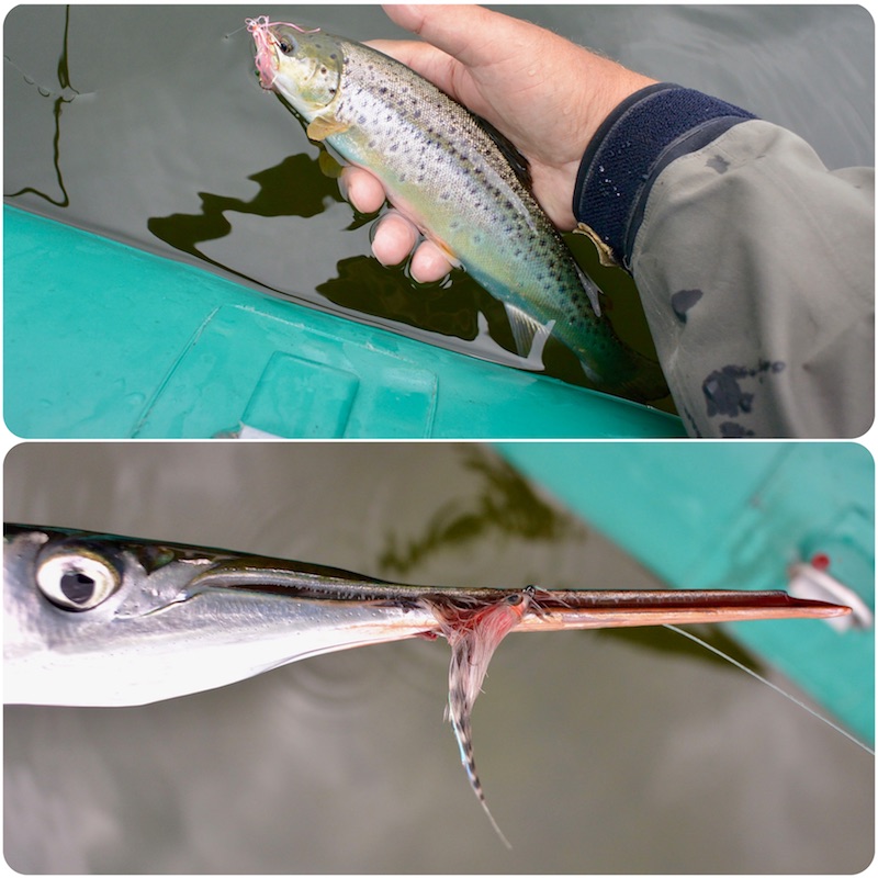 170811 udbyhoj horn trout