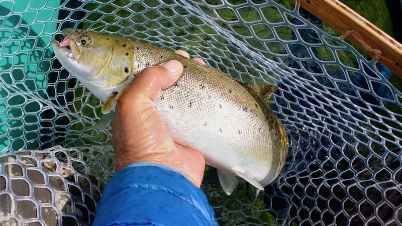 170828 knebel seatrout