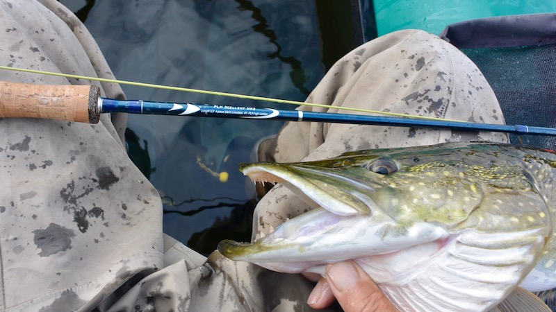 170904 bredning rod pike
