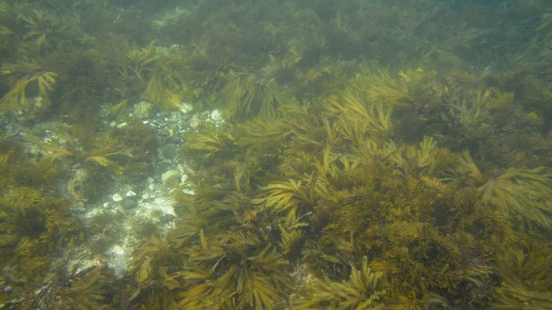 Havbund med vegetation 170921 stenager gaarde bund