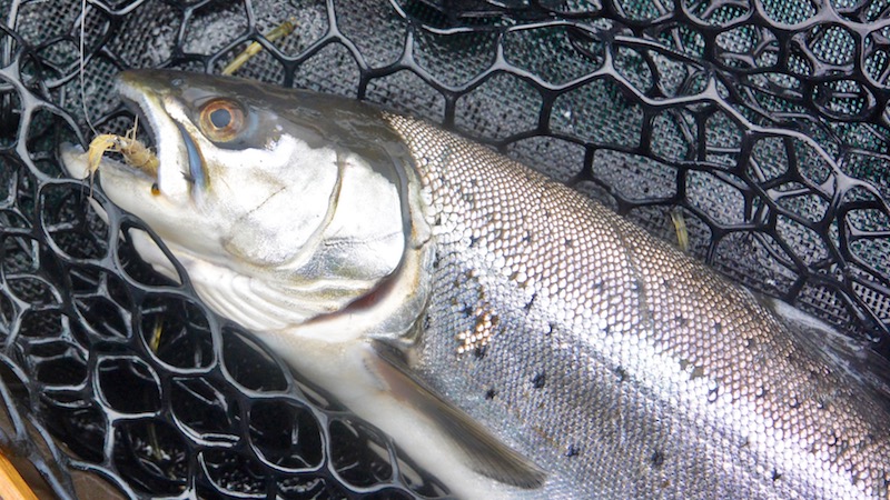 180102 kongsdal seatrout