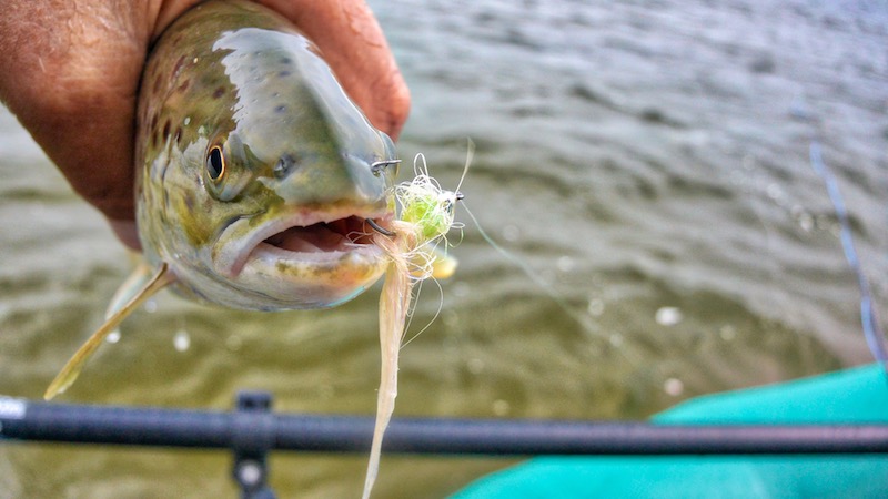 180301 Hobro trout