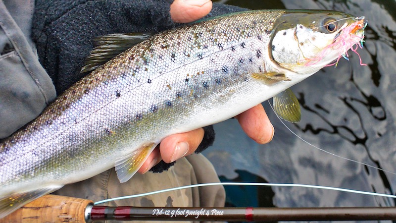 180405 mariager trout