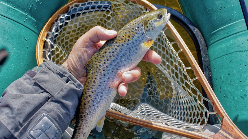 180422 udbyhoj seatrout